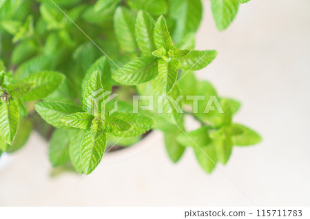 Light green mint_1 Light green mint_1 115711783