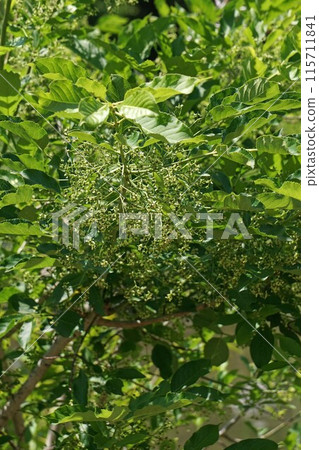 Mayumi flowers and fruit, the flowers of which are about to finish blooming Mayumi flowers and fruit, the flowers of which are about to finish blooming 115711841