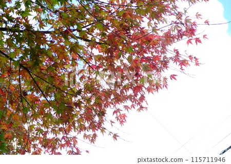 Momiji with blue leaves and blue sky 115711946