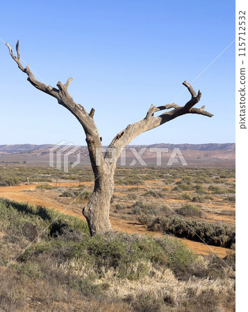Lonely Tree in the Australian outback Lonely Tree in the Australian outback 115712532
