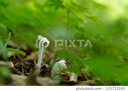 球果假水晶蘭 115713105