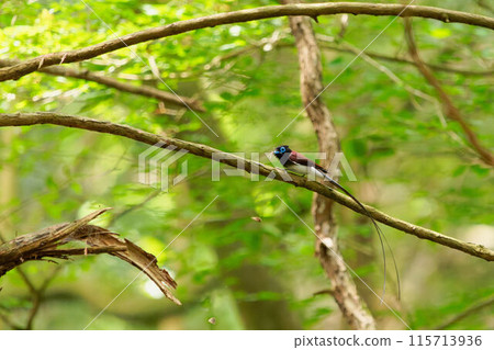 Male of the Parakeet that caught the insect 115713936