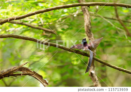 一隻雄性捕蠅器棲息在樹上並展開它的翅膀 115713939