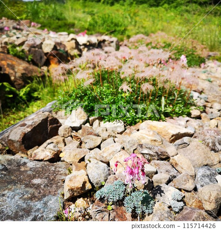 Hakuba Goryu高山植物園Cumkusa Hakuba Goryu高山植物園Cumkusa 115714426