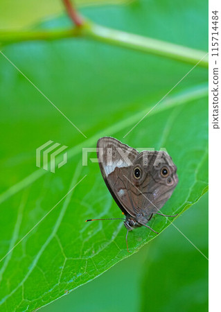 Black lizard 115714484