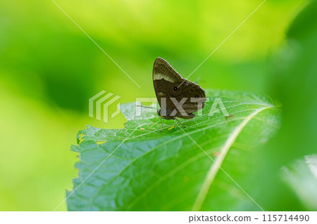 Black lizard 115714490