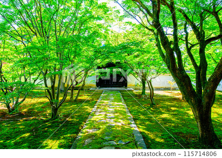 京都妙覺寺的藍色楓葉 115714806