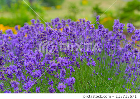 lavender 115715671