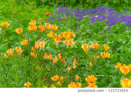 Flower garden Flower garden 115715924