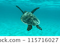 A sea turtle to swim 115716027