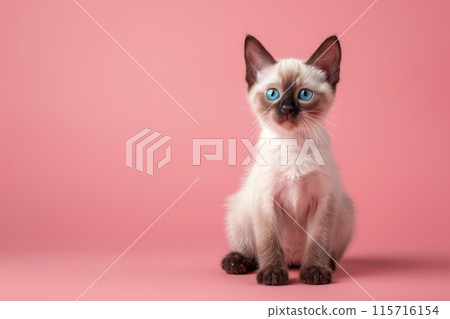 A kitten with blue eyes is sitting on a pink background 115716154