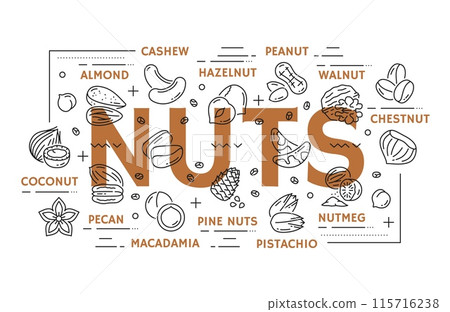 Line nuts vector types. Cashew, almond, hazelnut, walnut and chestnut. Coconut, pecan, pine nuts or macadamia, pistachio and nutmeg. Infographic guide with linear nut products and bold typography 115716238