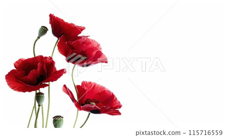 A bouquet of red flowers with a white background 115716559