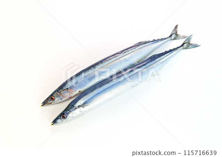 Sanma Sanma Sanma 115716639