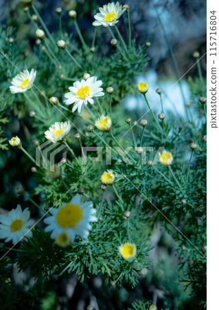 North pole flowers North pole flowers 115716804