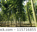 Scenery with bamboo grove 115716855