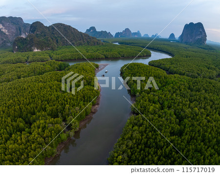 Amazing abundant mangrove forest, Aerial view of forest trees Rainforest ecosystem and healthy environment background, Texture of green trees forest top down, High angle view 115717019