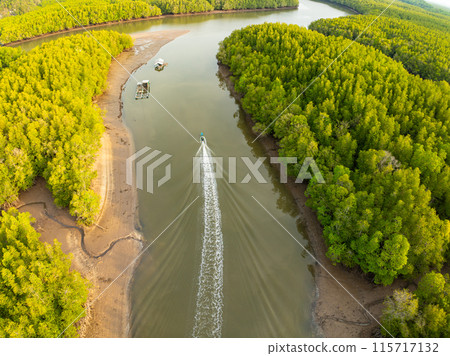 Amazing abundant mangrove forest, Aerial view of forest trees Rainforest ecosystem and healthy environment background, Texture of green trees forest top down, High angle view Amazing abundant mangrove forest, Aerial view of forest trees Rainforest ecosystem and healthy environment background, Texture of green trees forest top down, High angle view 115717132
