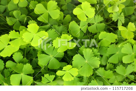 Marsilea minuta or Sushni , also called water clover or fern clover is a type of miniature fern. Marsilea minuta or Sushni , also called water clover or fern clover is a type of miniature fern. 115717208
