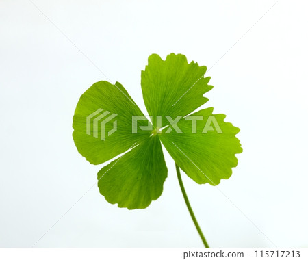 Marsilea minuta or Sushni , also called water clover or fern clover is a type of miniature fern. Marsilea minuta or Sushni , also called water clover or fern clover is a type of miniature fern. 115717213