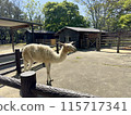 福岡市動植物園 羊駝 115717341