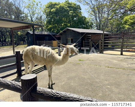 福岡市動植物園 羊駝 福岡市動植物園 羊駝 115717341