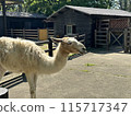 福岡市動植物園 羊駝 115717347