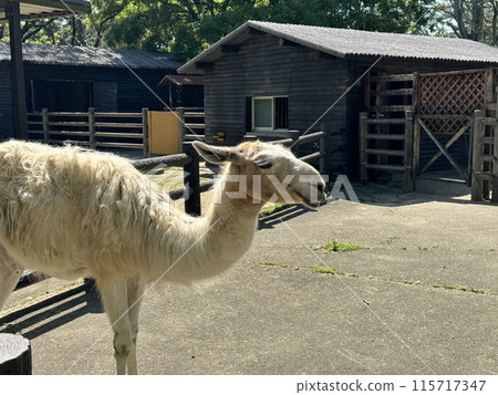 福岡市動植物園 羊駝 福岡市動植物園 羊駝 115717347