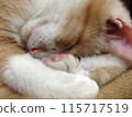 Sleeping cat 115717519