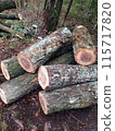 A large tree cut down at work 115717820