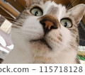 A cat staring at you 115718128