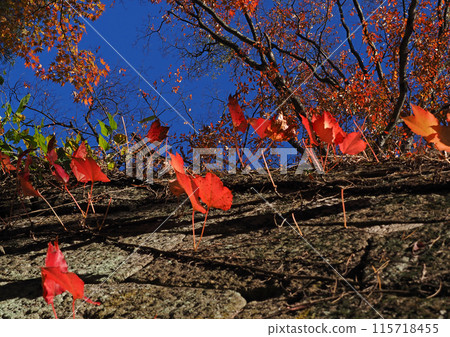 Red autumn leaves are growing from the stone walls of Aizuwakamatsu's Tsuruga Castle. They sparkle in the sunlight and are impressive and beautiful. Red autumn leaves are growing from the stone walls of Aizuwakamatsu's Tsuruga Castle. They sparkle in the sunlight and are impressive and beautiful. 115718455
