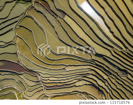 Aerial drone view of Yuanyang rice terrace at sunrise, Yunnan province, China Aerial drone view of Yuanyang rice terrace at sunrise, Yunnan province, China 115718576
