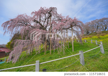 秋天的櫻花 115718631