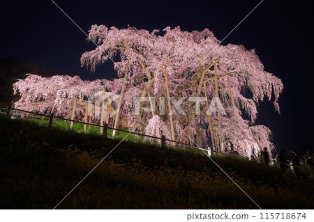 Cherry blossoms of the fall Cherry blossoms of the fall 115718674