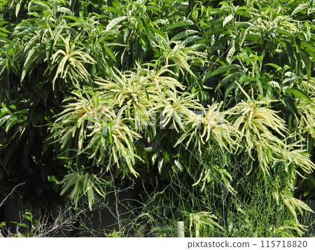 具有獨特氣味的板栗花 115718820