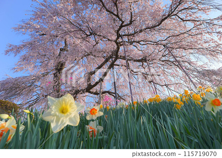 Konpira Cherry Blossoms Konpira Cherry Blossoms 115719070