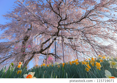 Konpira Cherry Blossoms Konpira Cherry Blossoms 115719071