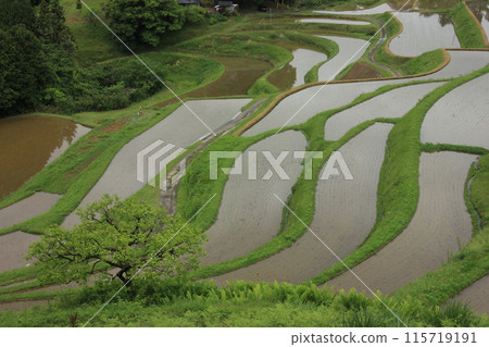 寂靜的鄉村：岡山美麗的梯田 115719191