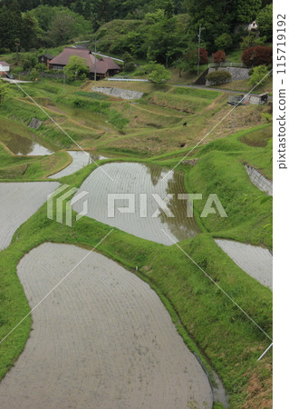 綠色與水的對比：山間的梯田 115719192