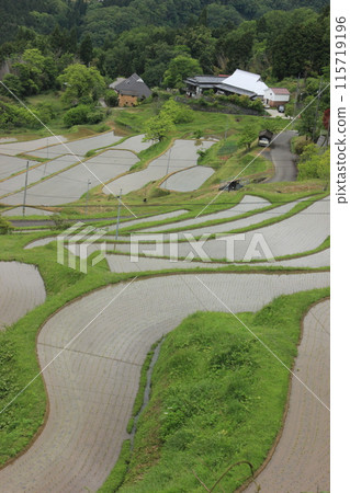 田園詩般的鄉村景觀：山上的水稻梯田 115719196