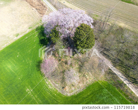 湧伊右衛門稻荷神社的櫻花 湧伊右衛門稻荷神社的櫻花 115719818