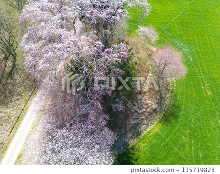 湧伊右衛門稻荷神社的櫻花 115719823