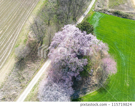 Cherry blossoms at Wakuiemon Inari Shrine 115719824