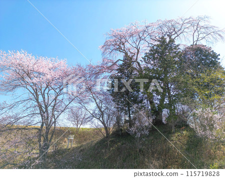湧伊右衛門稻荷神社的櫻花 湧伊右衛門稻荷神社的櫻花 115719828