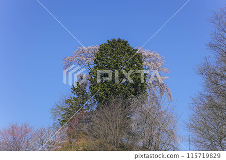 湧伊右衛門稻荷神社的櫻花 湧伊右衛門稻荷神社的櫻花 115719829