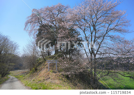 湧伊右衛門稻荷神社的櫻花 115719834