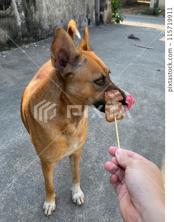 A hand is holding dog food, while a dog is staring at it with hunger. 115719911