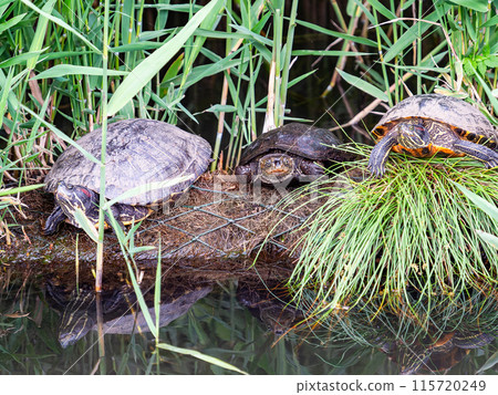 Three humorous green sliders lined up by the water 115720249