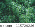 Everyday greenery bathed in light 115720286